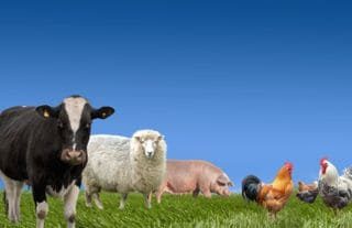 Stallreinigung Stallreinigung